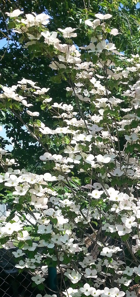 Bild Cornus