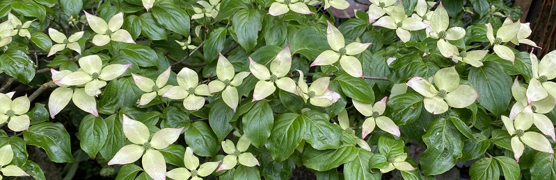 Bild : Blten im Mai vom Roten Blumen Hartriegel - Cornus florida Rubra