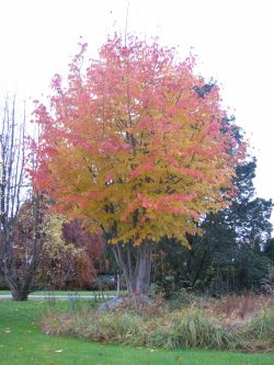 Bild von einer Parrotia persica (Eisenholzbaum), mehrstmmig aufgeastet