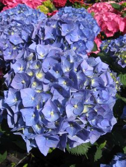 Hydrangea macrophylla Bela