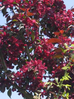 Zierapfel Malus Royalty