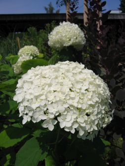 Hortensie-Hydrangea arborescens Annabelle