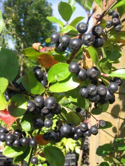 Apfelbeere-Aronia melanocarpa Viking