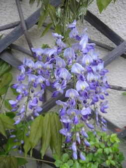 Blauregen-Wisteria sinensis