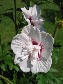 Eibisch-Hibiscus China Chiffon