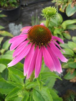 Purpur-Sonnenhut-Echinacea purpurea