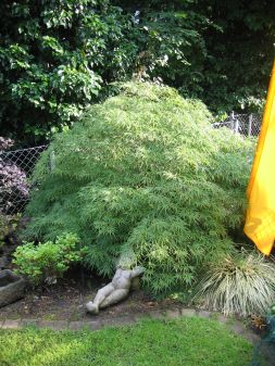 Fcher-Ahorn Acer palmatum Dissectum