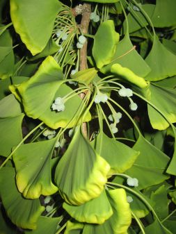 Fcherblattbaum-Ginkgo biloba