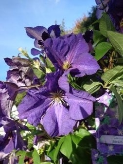 Clematis Jackmanii