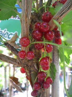 Johannisbeere-Ribes rubrum Jonkheer van Tets