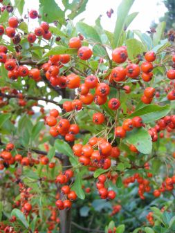 Feuerdorn-Pyracantha Orange Charmer