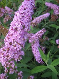 Schmetterlingsstrauch-Buddleia Pink Delight