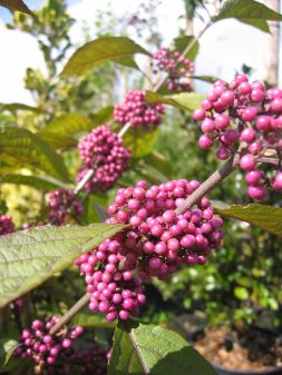 Schnfrucht-Callicarpa bodinieri Profusion