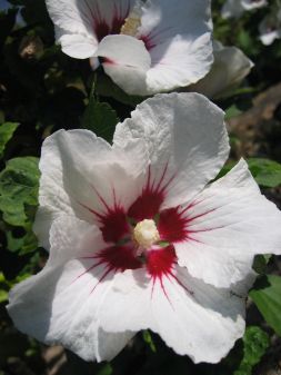 Eibisch-Hibiscus Red Heart