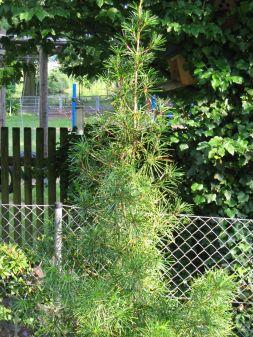 Japanische Schirmtanne-Sciadopitys verticilata