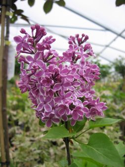 Flieder-Syringa Sensation